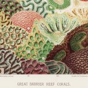 Poster about "the anemones of the Great Barrier Reef", 1893