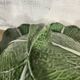 Vintage cabbage tureen