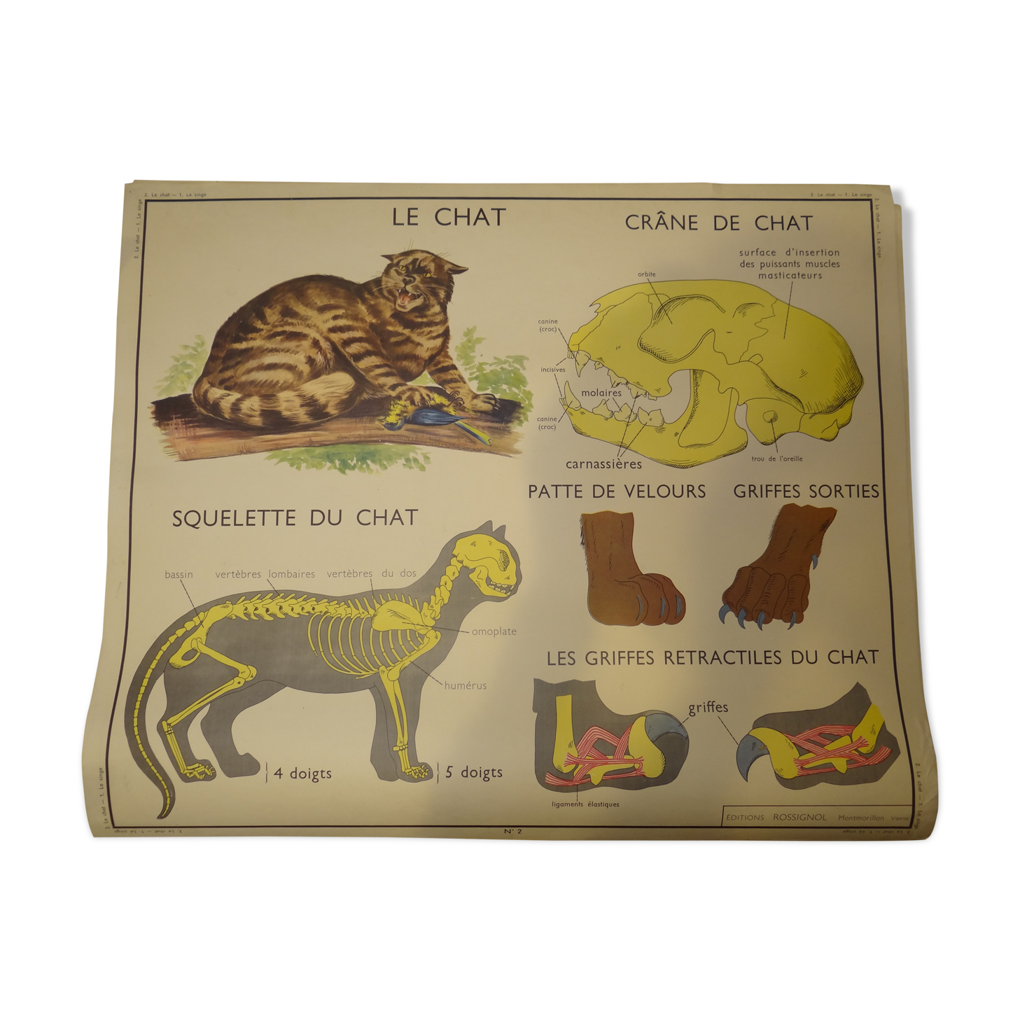 Affiche d'école 1950 le chat le singe