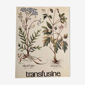 Botanical poster the Filipendule and Herb of Saint Christopher