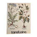 Botanical poster the Filipendule and Herb of Saint Christopher