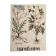 Affiche botanique la Filipendule et Herbe de Saint Christophe