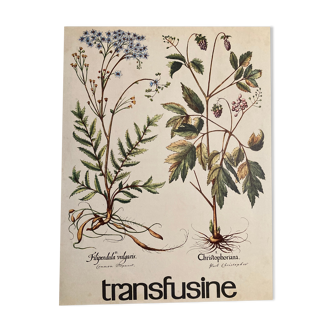 Affiche botanique la Filipendule et Herbe de Saint Christophe