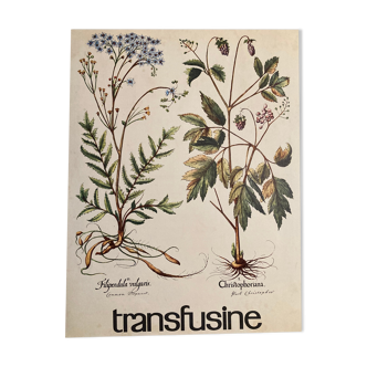 Botanical poster the Filipendule and Herb of Saint Christopher