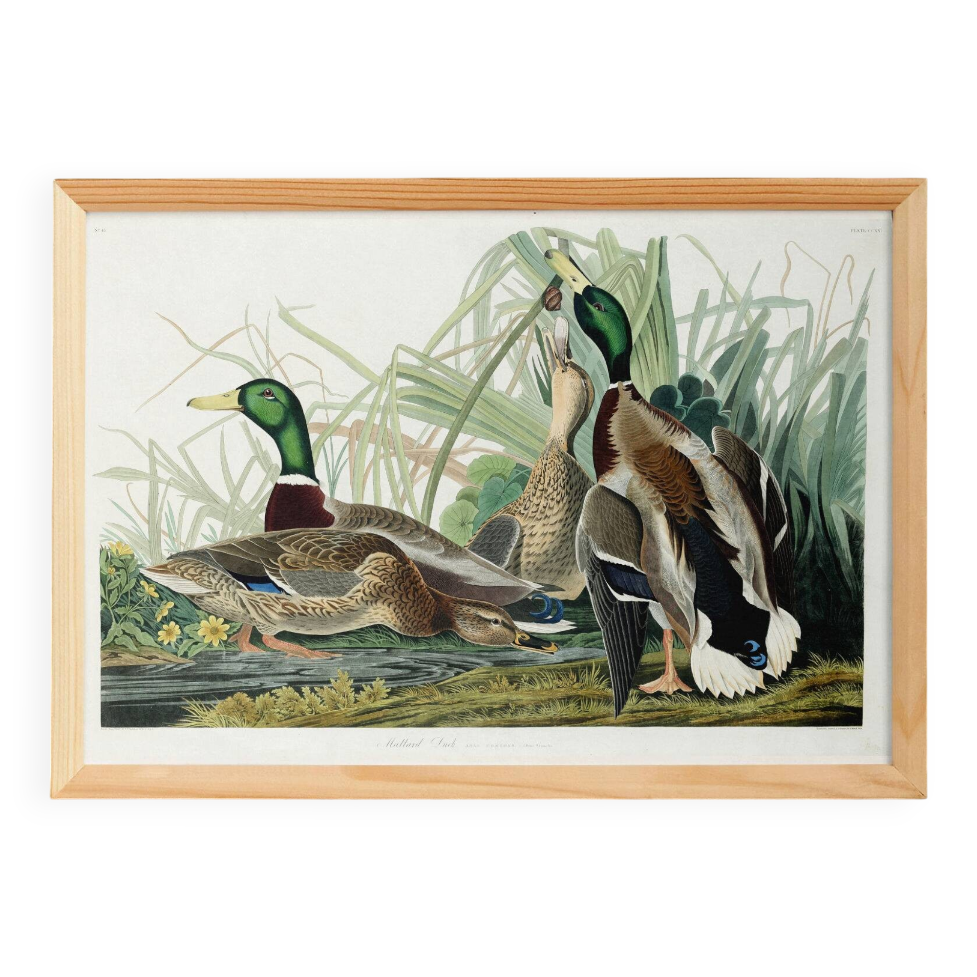 Poster about the Mallard Duck, based on an old engraving from 1827.