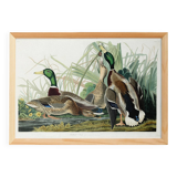 Poster about the Mallard Duck, based on an old engraving from 1827.