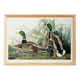 Poster about the Mallard Duck, based on an old engraving from 1827.