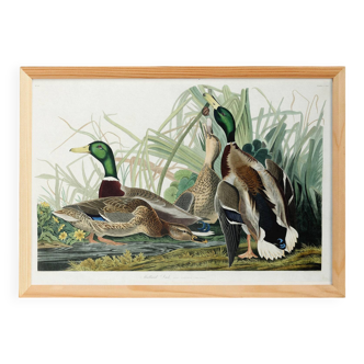 Poster about the Mallard Duck, based on an old engraving from 1827.