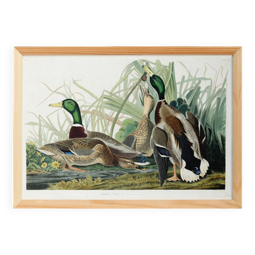 Affiche sur le Canard colvert, d’après une gravure ancienne de 1827.