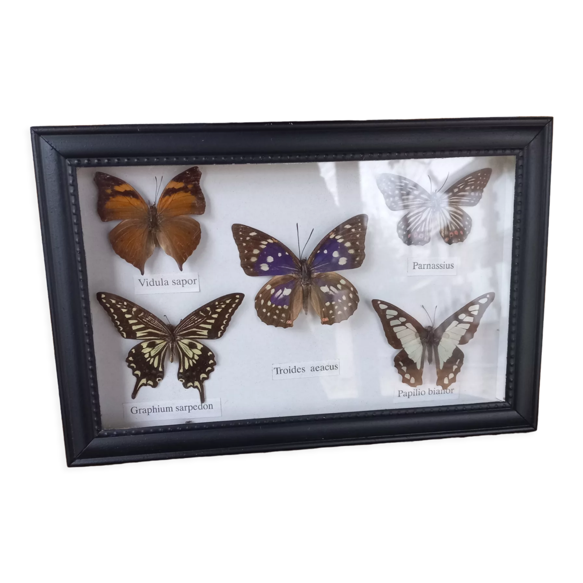 Showcase frame 5 stuffed butterflies