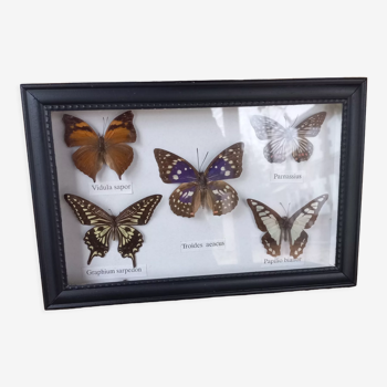 Showcase frame 5 stuffed butterflies