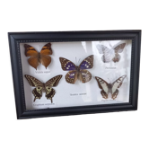 Cadre vitrine 5 papillons naturalisés