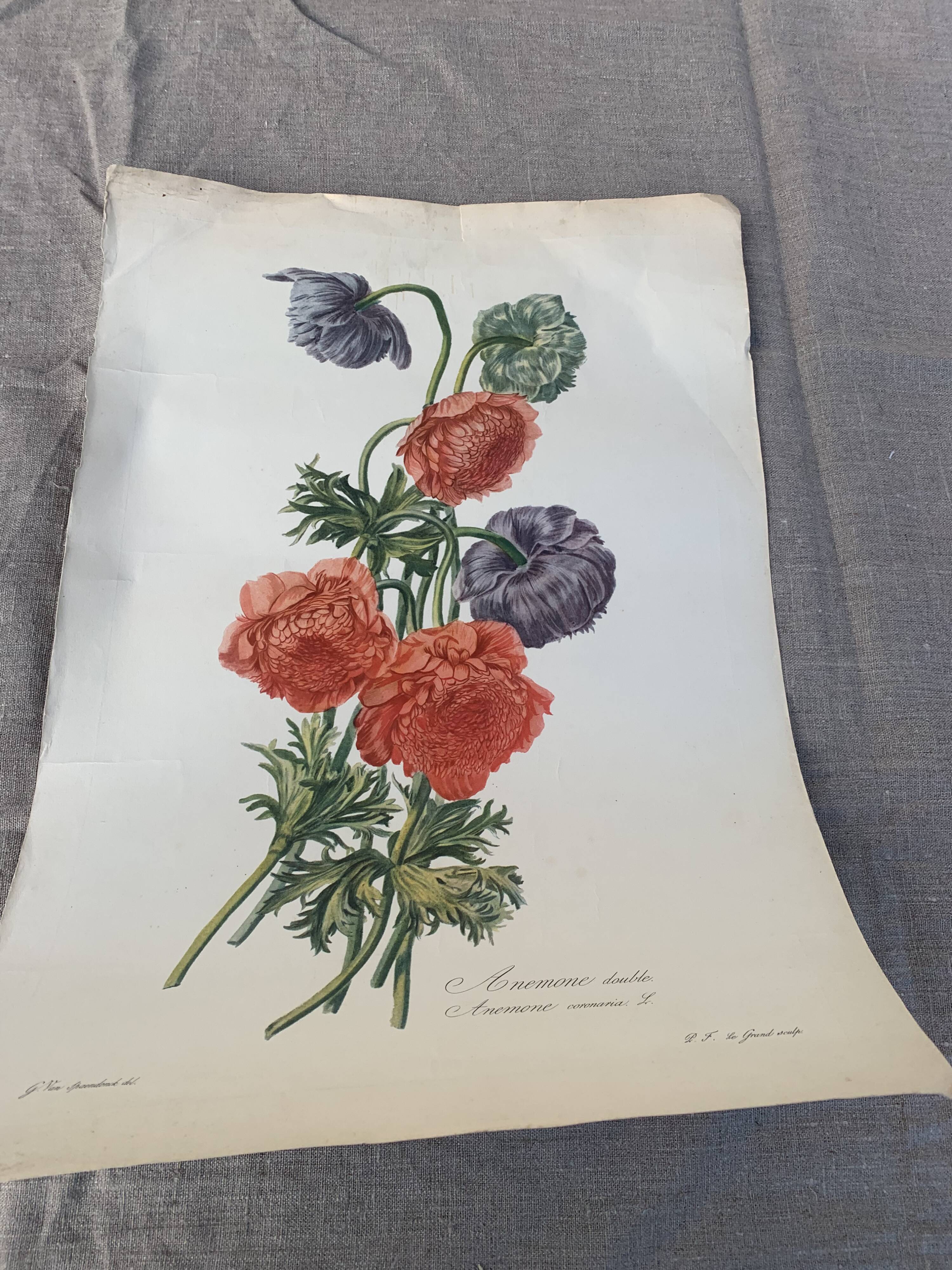 Lithograph, antique engraving double anemones, vintage and collector's herbarium style