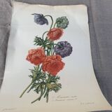 Lithographie gravure ancienne les anémones double, style herbier vintage et collector