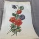 Lithograph, antique engraving double anemones, vintage and collector's herbarium style