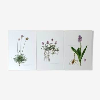 Trio de planches botaniques