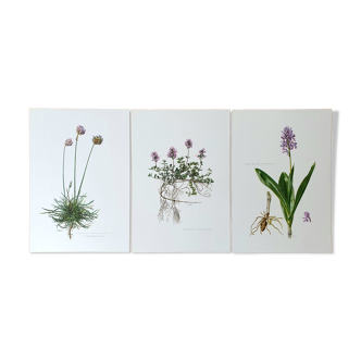 Trio of botanical plates