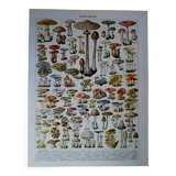 Original lithograph on mushrooms (2)
