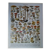 Lithographie originale sur les champignons