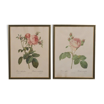 Botanical engravings Rosa by Rémond printer and Redouté painter XXth