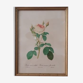 Gravure de rose d'après redouté encadrée sous verre