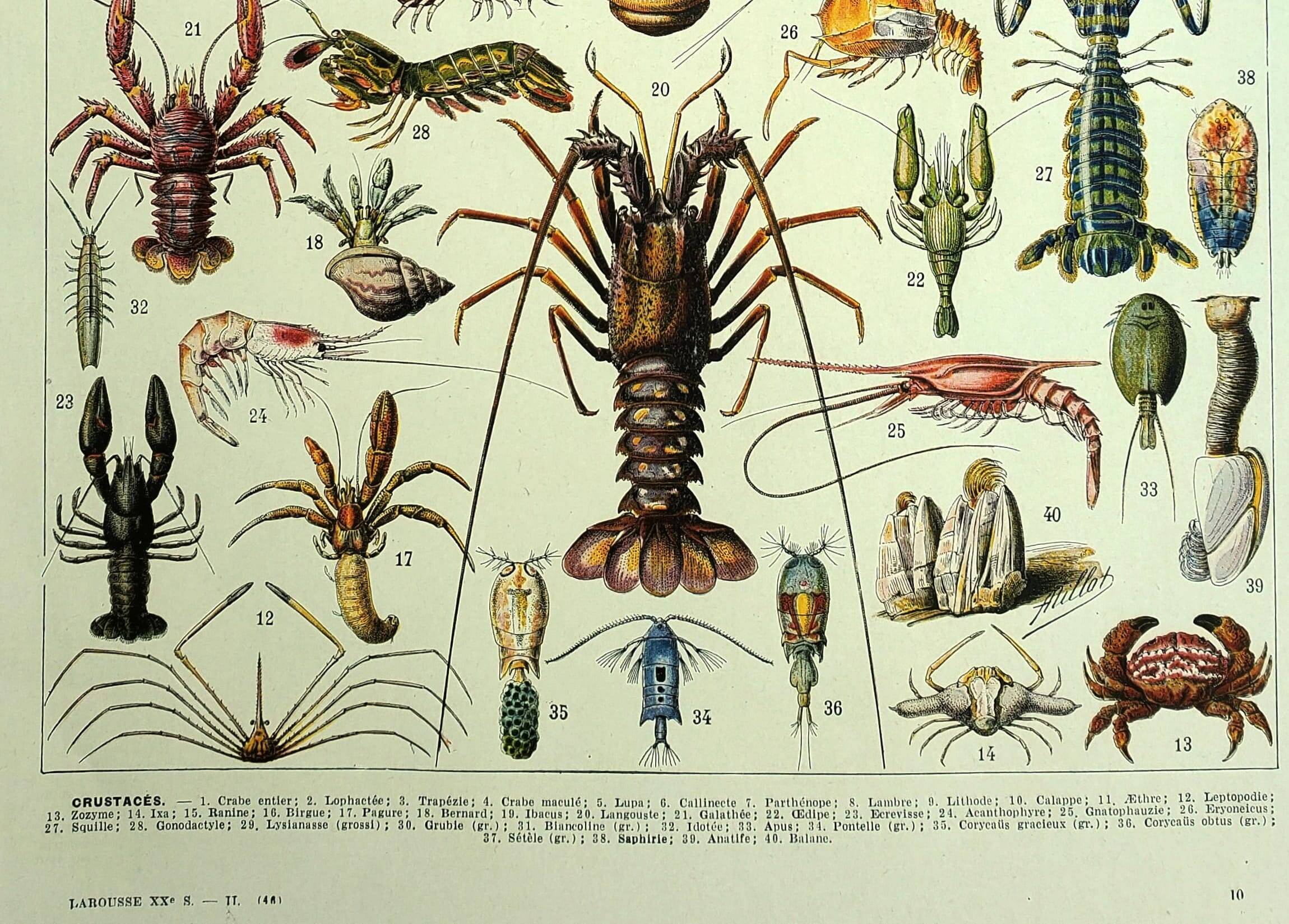 Old engraving 1928 - Crustaceans by A. Millot. Plate sea, beach, ocean.