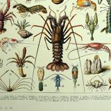 Old engraving 1928 - Crustaceans by A. Millot. Plate sea, beach, ocean.