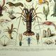 Gravure ancienne 1928 - Crustacés par A. Millot. Planche mer, plage, océan