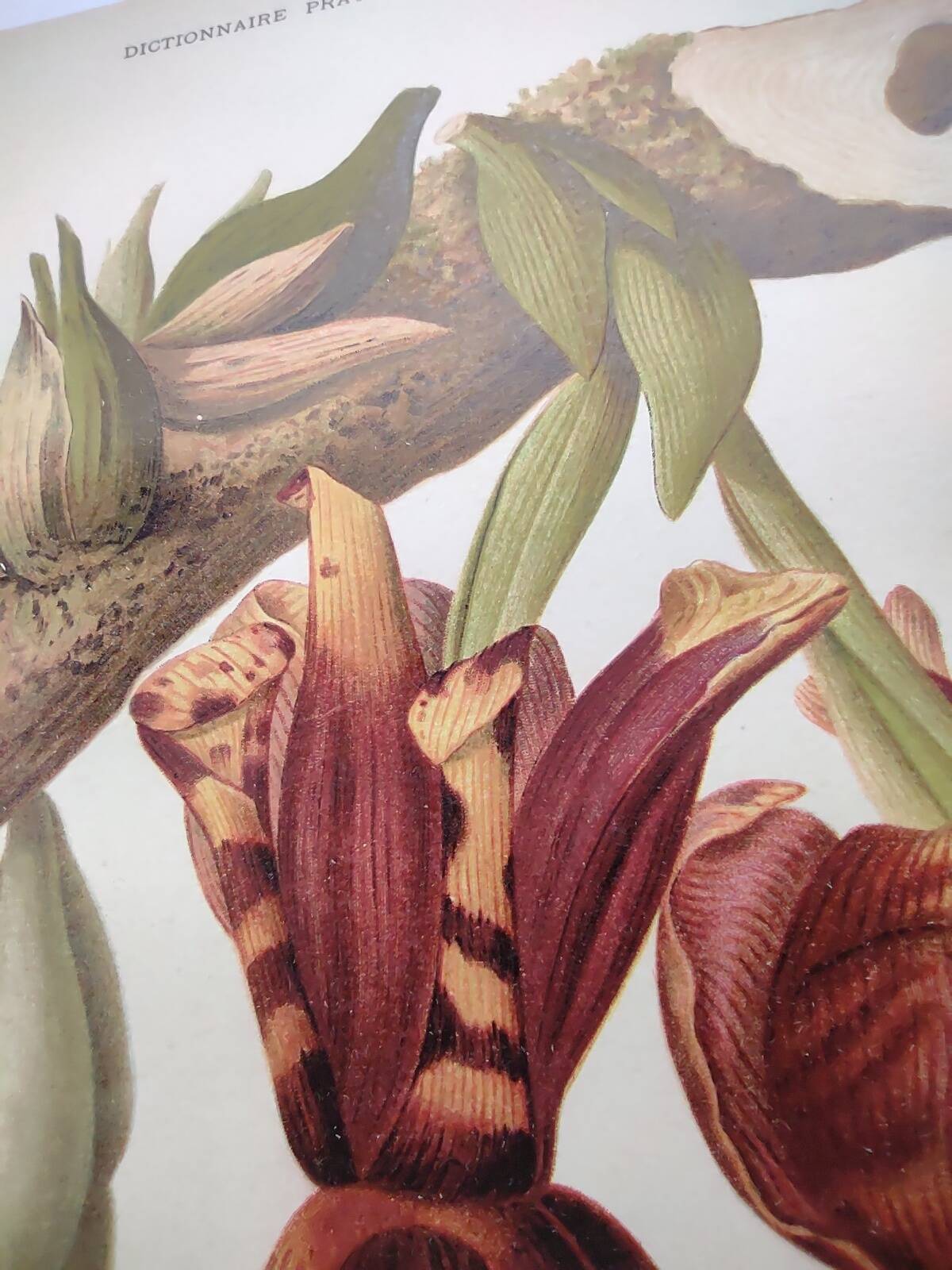 Botanical Chromo-Lithograph from 1897 - Stanhopea Tigrina Major - Original plate. Old engraving