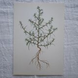 Set of 3 botanical plates Geigy, Prèle, soda and purslane