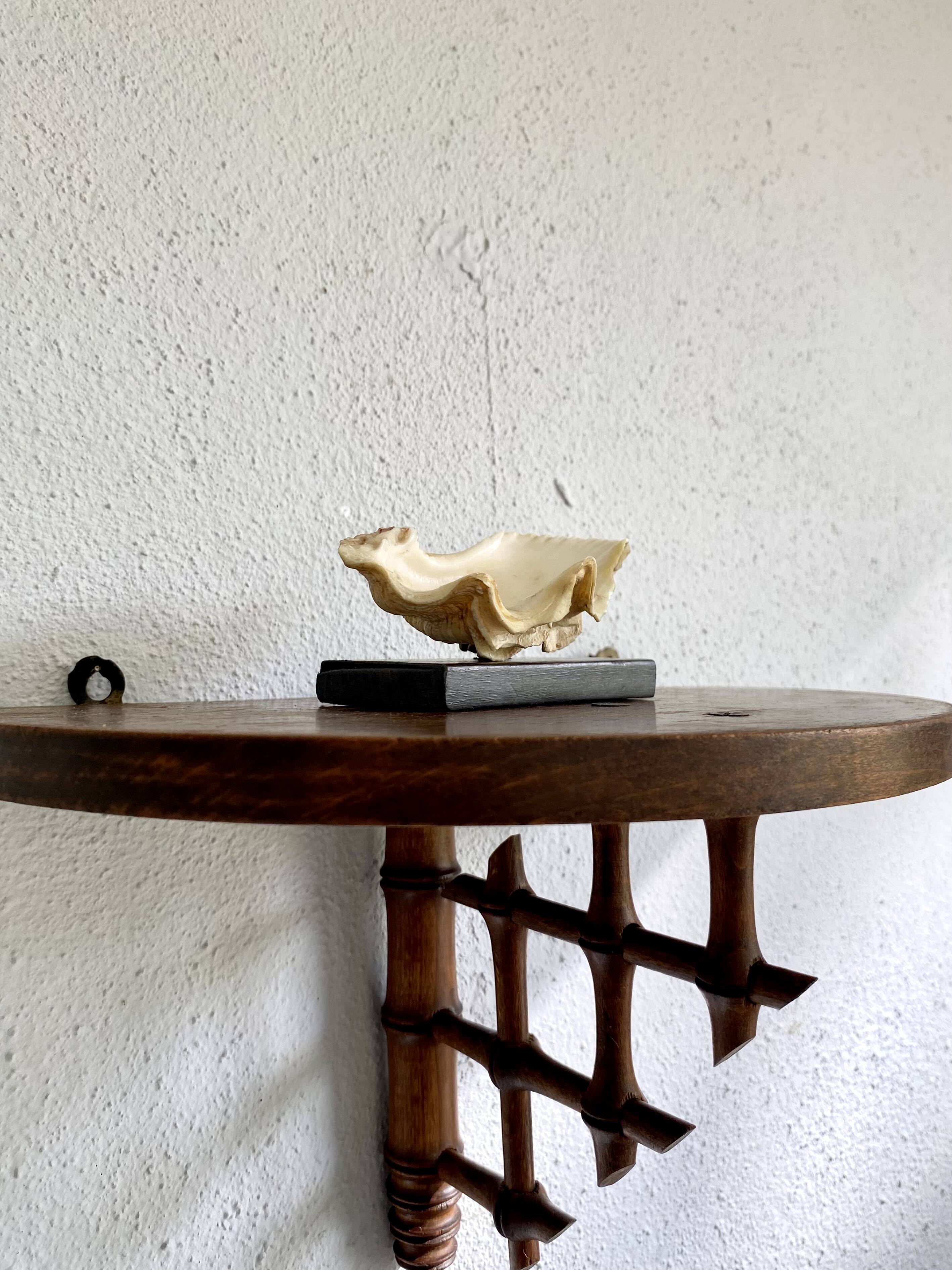 Shell on base, cabinet of curiosities