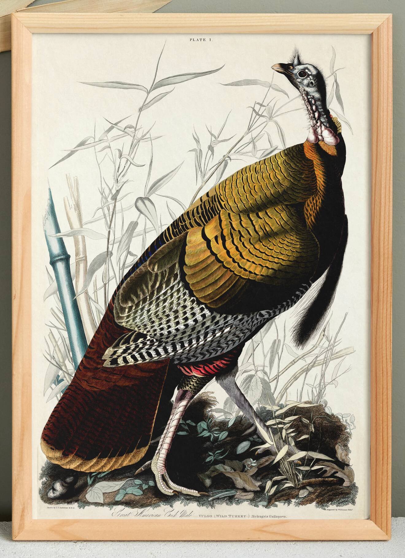 Affiche sur le Dindon sauvage, d’après une gravure ancienne de 1827.