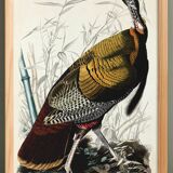 Affiche sur le Dindon sauvage, d’après une gravure ancienne de 1827.