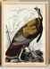 Poster about the Wild Turkey, based on an old engraving from 1827.