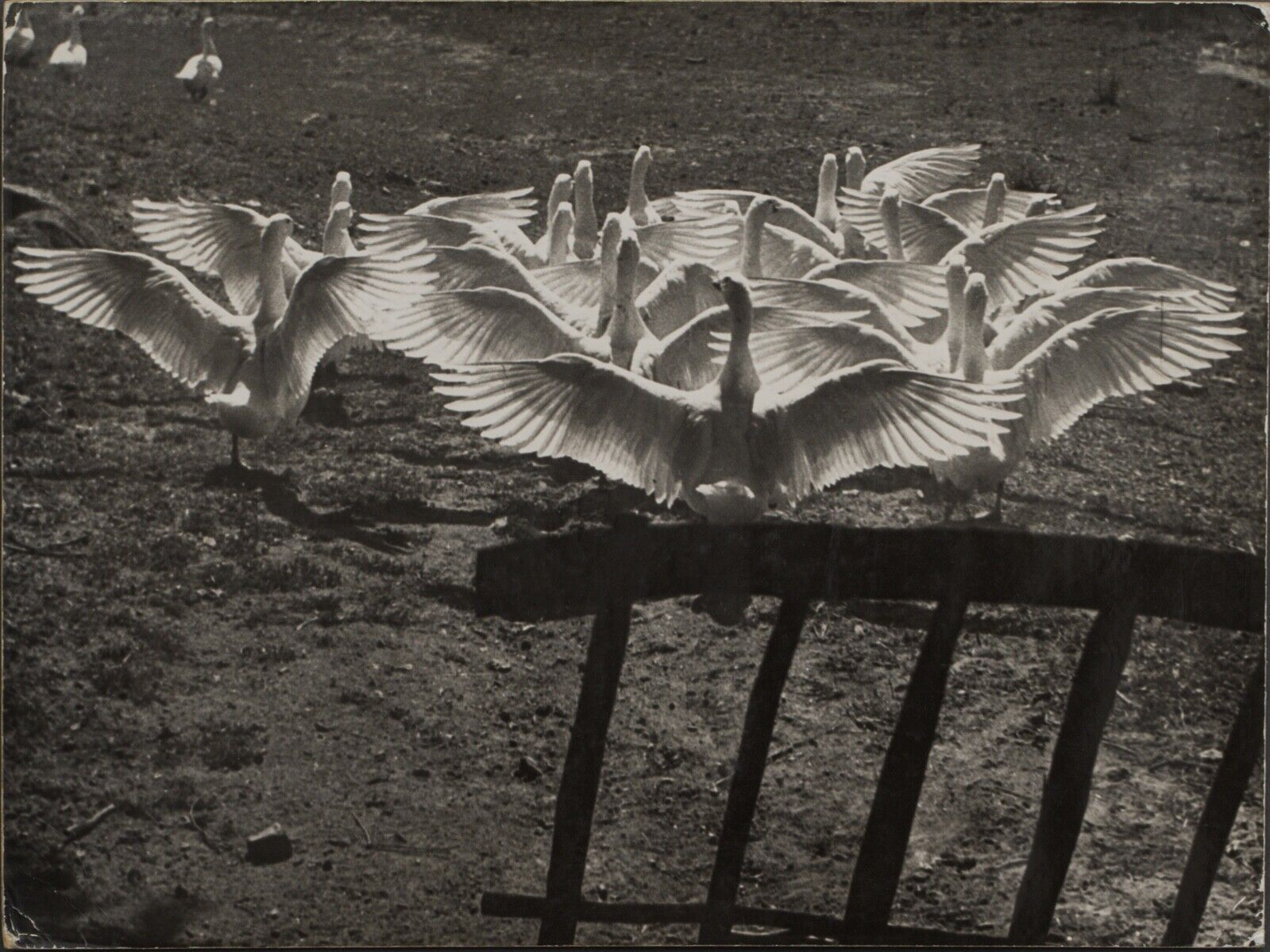 Film photography Bernard Darot The ballet of the twentieth century geese