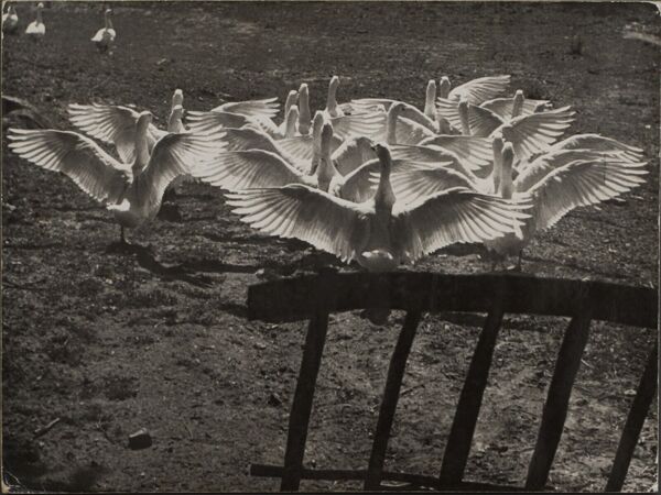 Photographie argentique Bernard Darot Le ballet des oies XXe