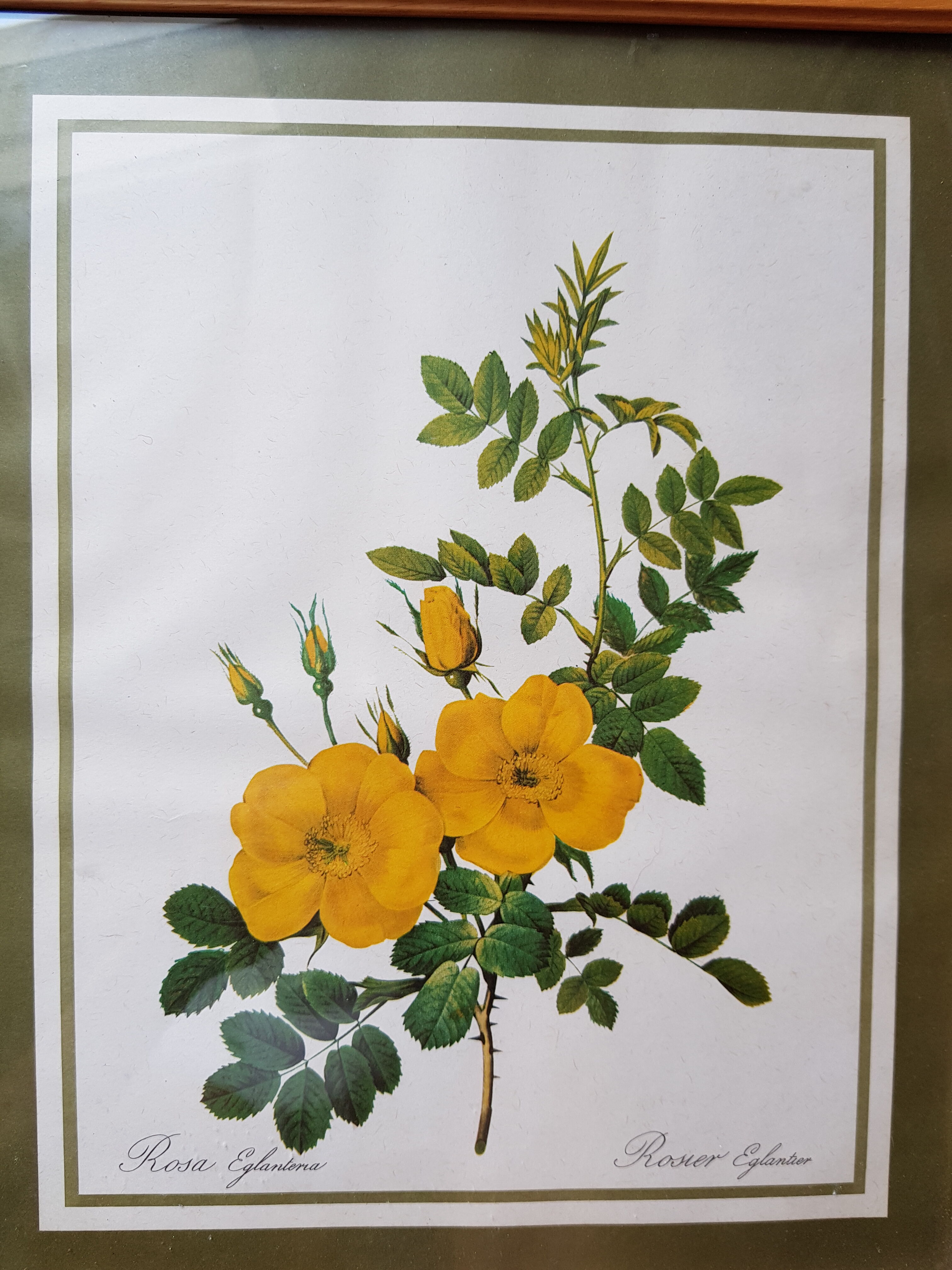Ancient botanical poster Rosa Eglanteria
