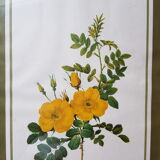 Ancient botanical poster Rosa Eglanteria
