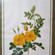 Affiche botanique ancienne Rosa Eglanteria