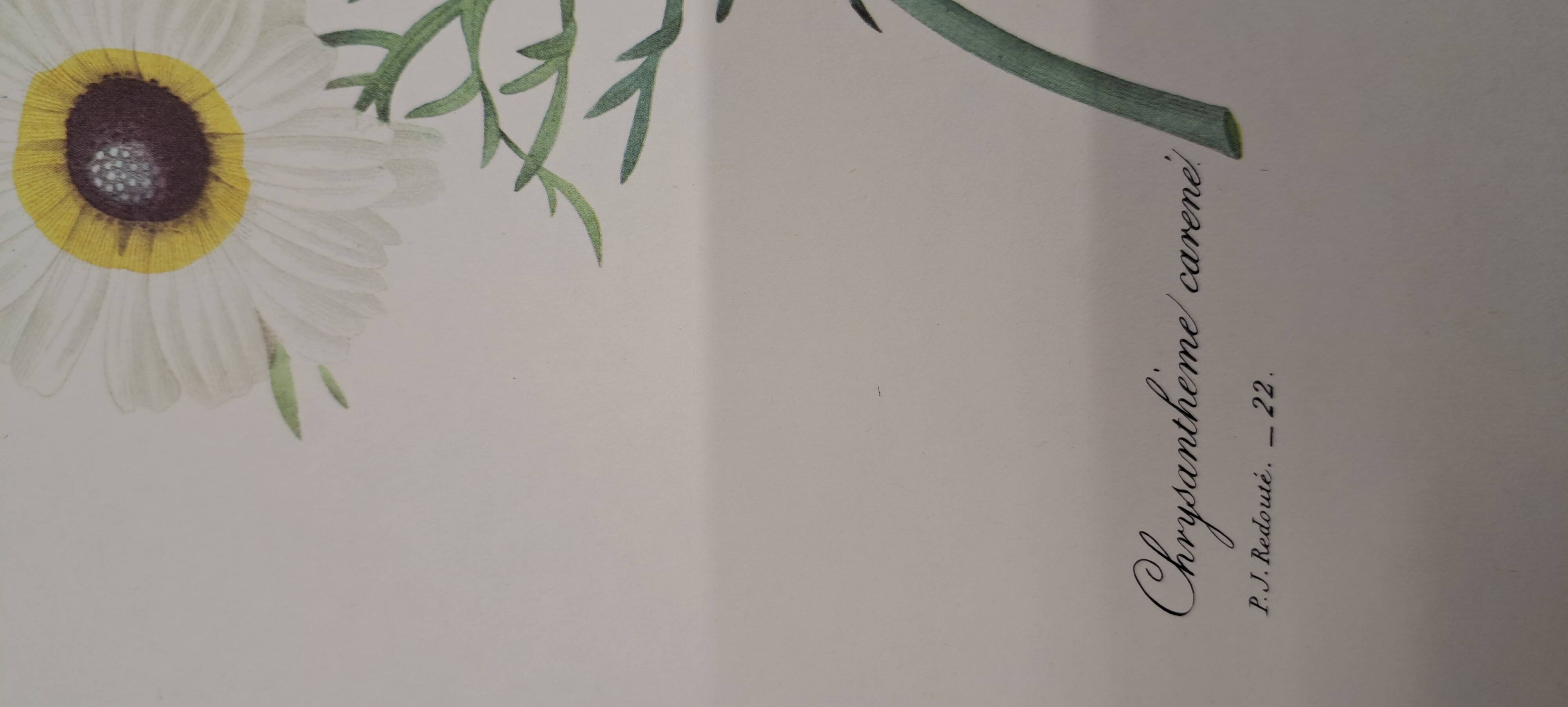 Botanical plate "Carinated Chrysanthemum"