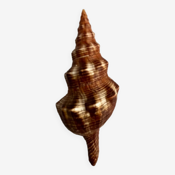 Filifusus shell