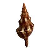 Filifusus shell