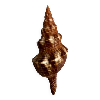 Filifusus shell