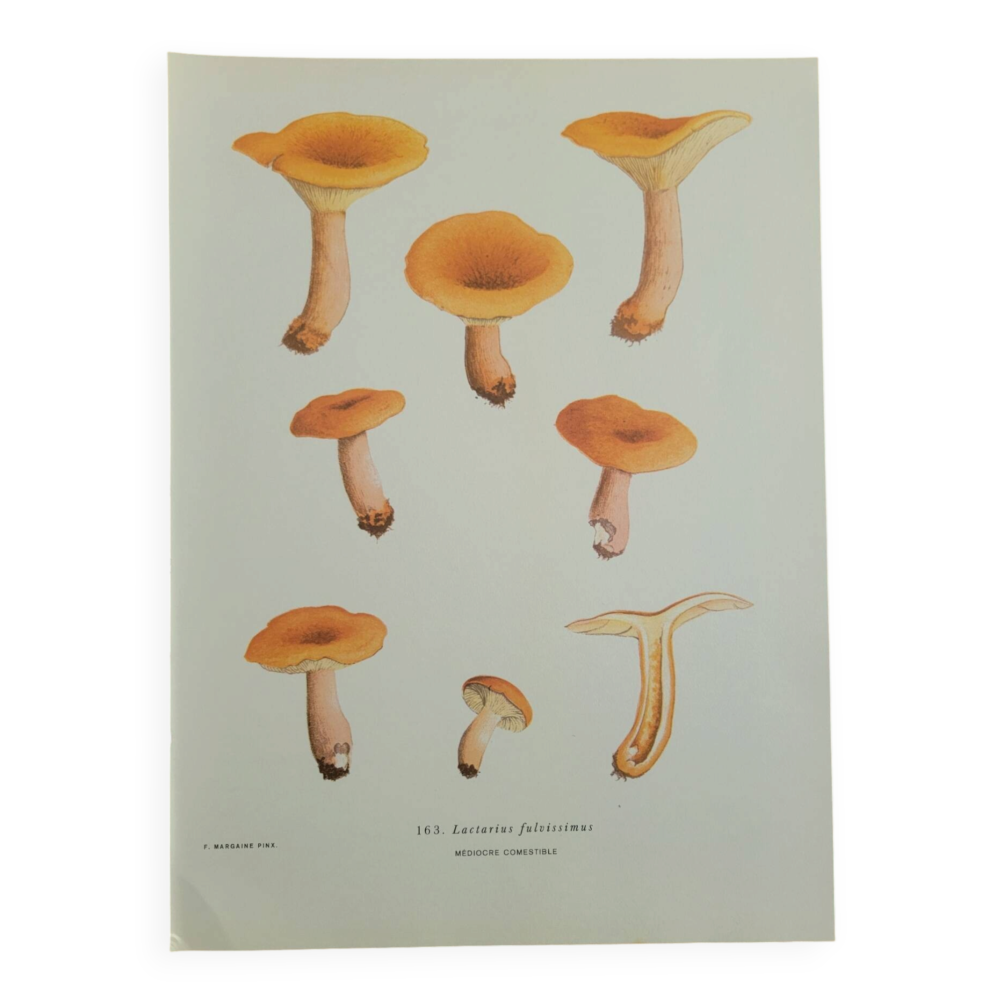 Botanical plate mushroom, 1960