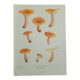 Botanical plate mushroom, 1960