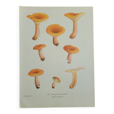 Planche botanique champignon, 1960