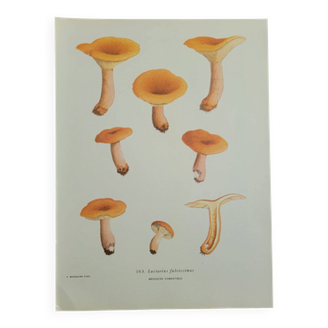 Botanical plate mushroom, 1960
