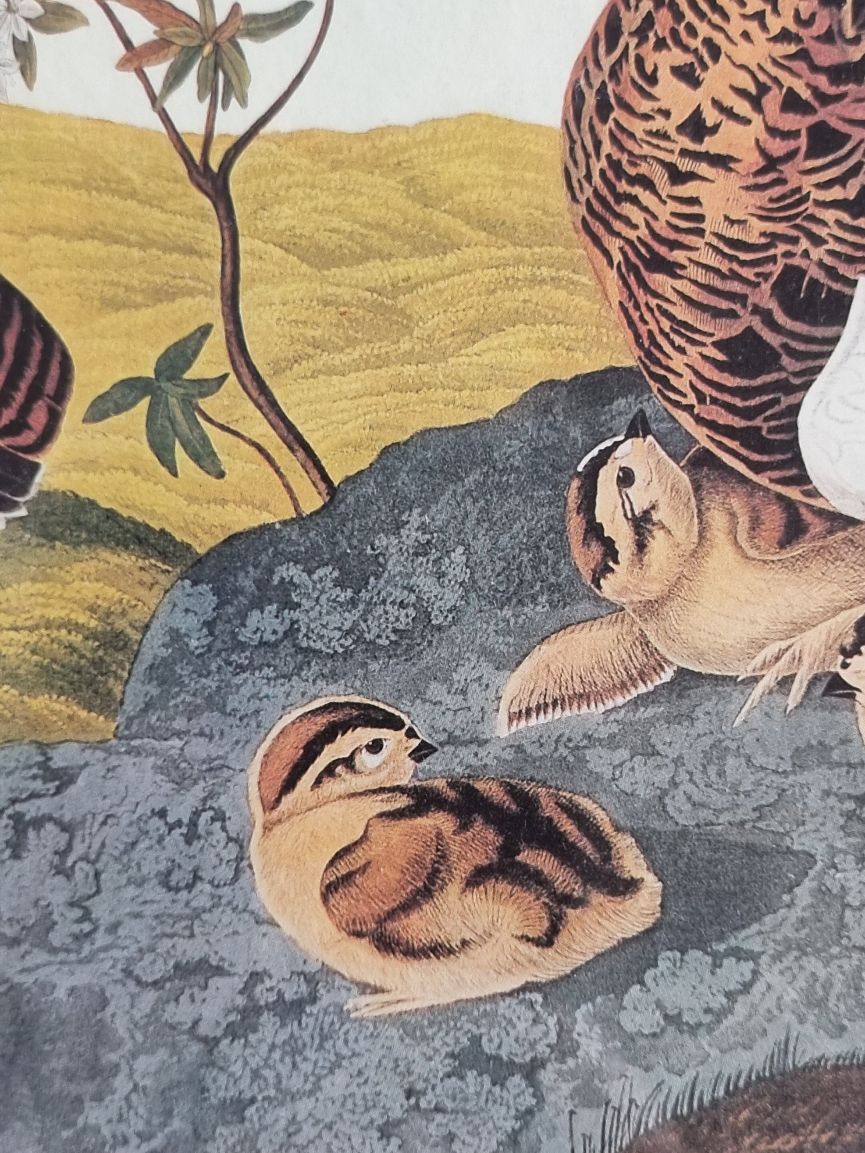 Vintage reproduction after Jean-Jacques Audubon, ornithology, Ptarmigan of the Willows