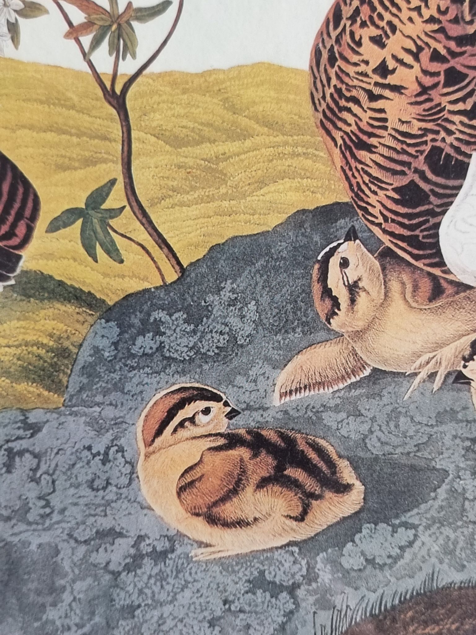 Vintage reproduction after Jean-Jacques Audubon, ornithology, Ptarmigan of the Willows