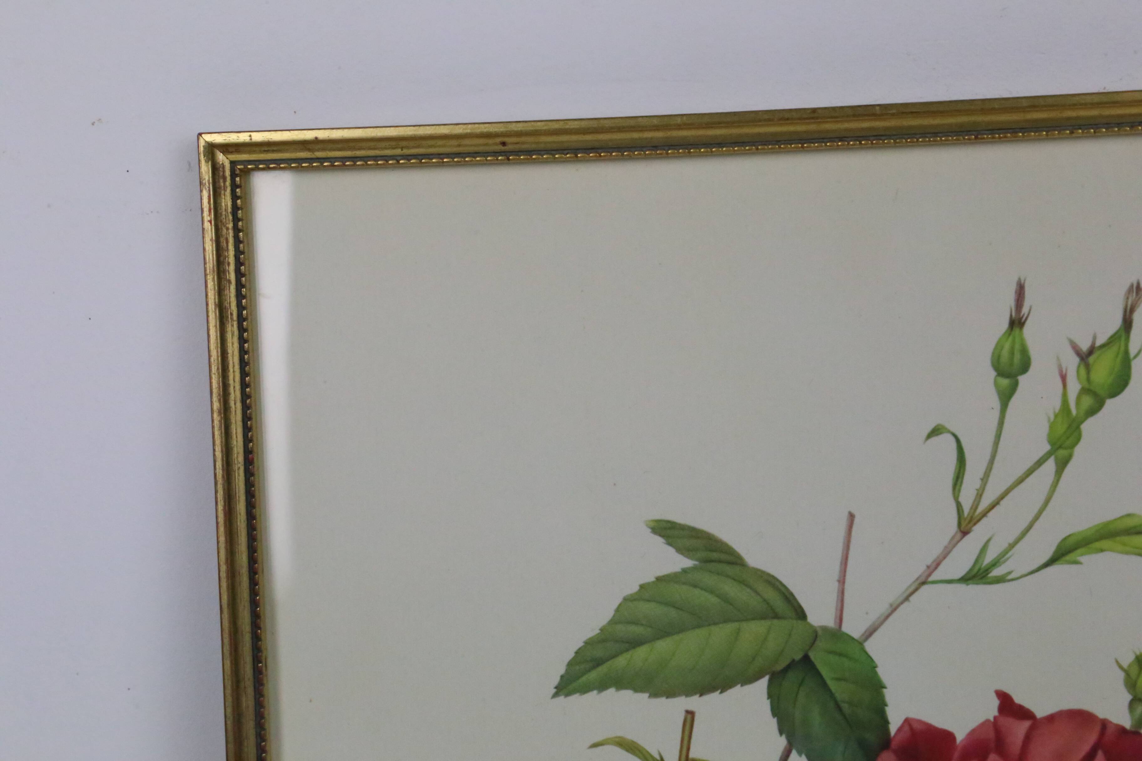 Large framed lithograph by Redouté